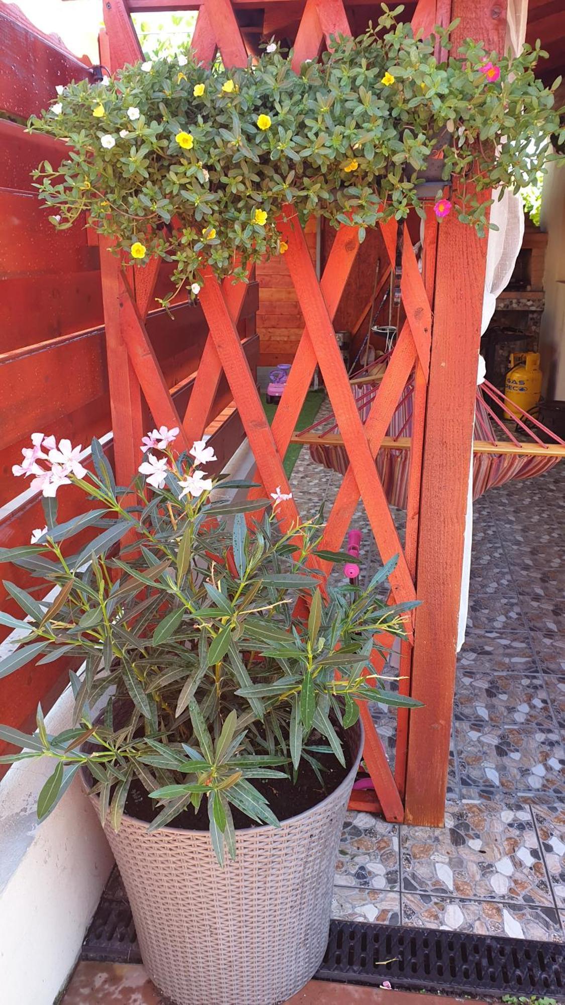 Hotel Ingrid à Mangalia Chambre photo
